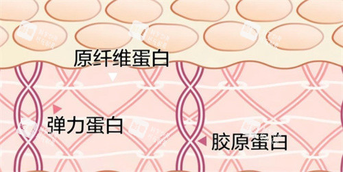 重组三型胶原蛋白 重组三型胶原蛋白