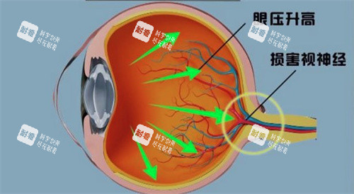 视神经结构 视神经结构