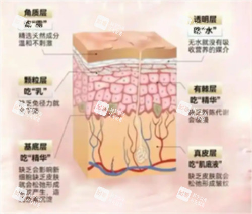 不同皮肤层次需要的营养 不同皮肤层次需要的营养