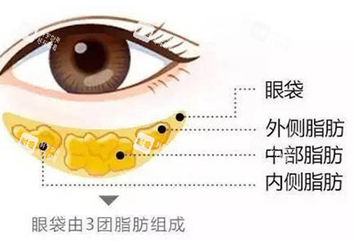 眼睛部位解析图