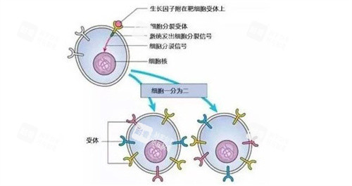 生长因子分子结构示意图 生长因子分子结构示意图