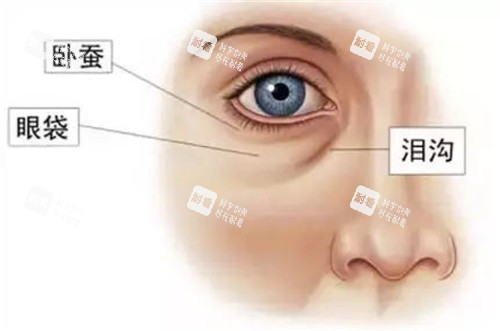 眼部结构示意图 眼部结构示意图