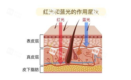红蓝光作用层次