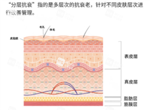 什么是分层抗衰.jpg