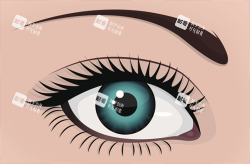 双眼皮形态.png