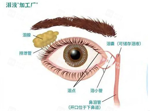  双眼皮泪腺脱垂.jpg
