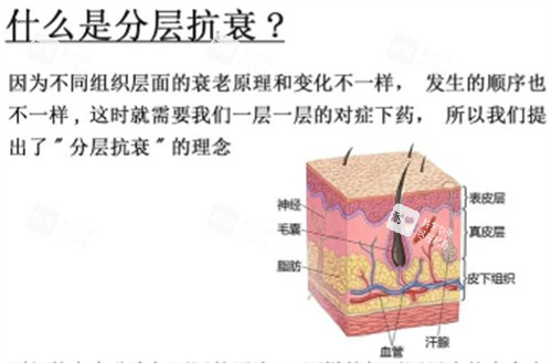 分层抗衰解析.jpg