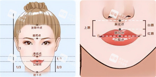 美观人中的比例图解.jpg