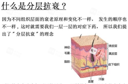 分层抗衰解析.jpg